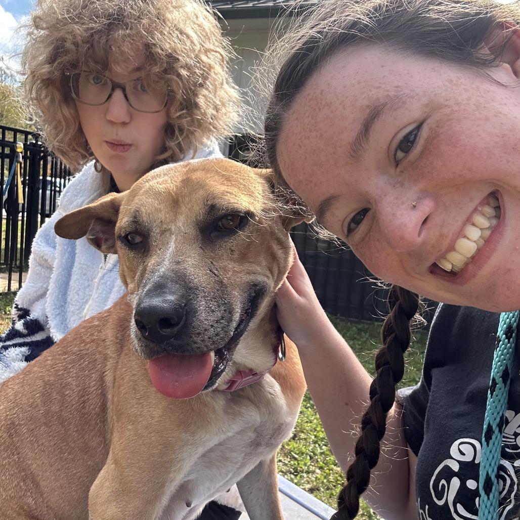 Enlarge Pumpkin Roll, a Adoptable mixed breed in Sherwood, OR image 5/6