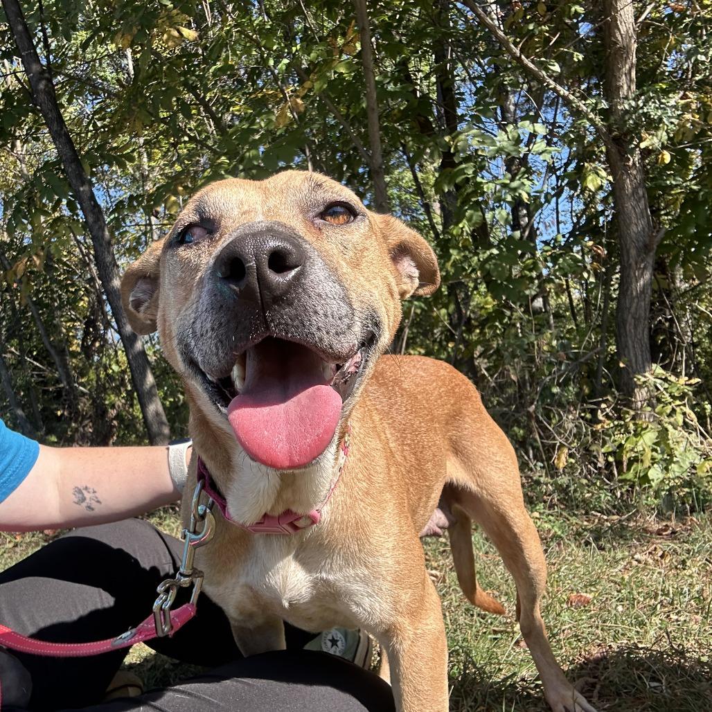 Enlarge Pumpkin Roll, a Adoptable mixed breed in Sherwood, OR image 6/6