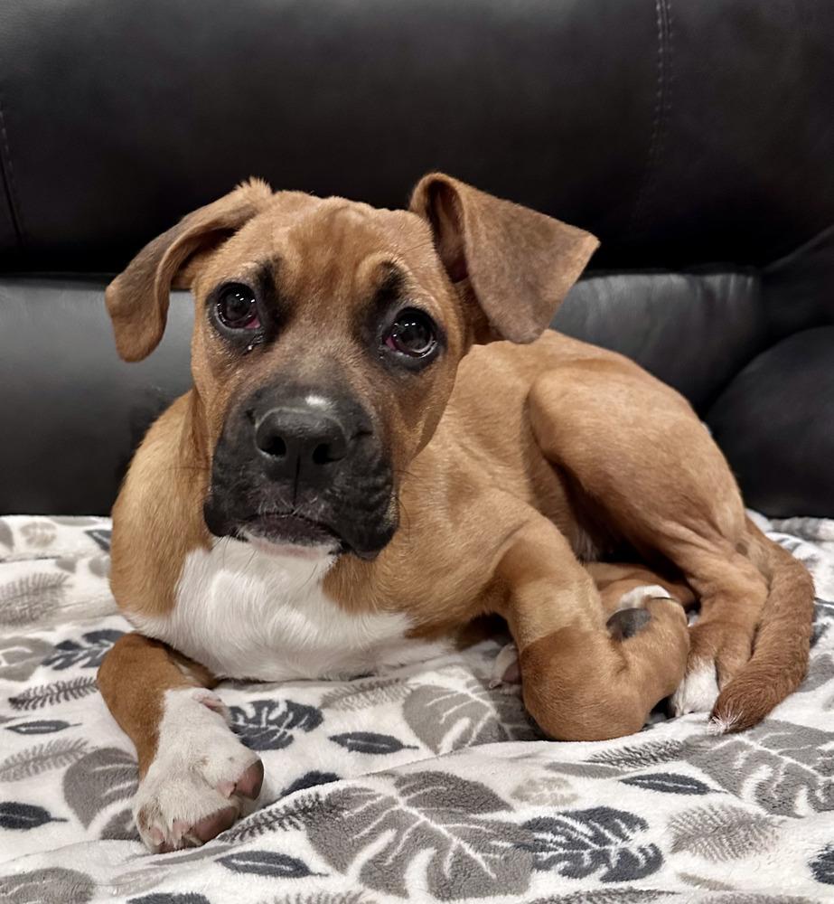 Tallulah, Adoptable, Puppy Female Boxer.
