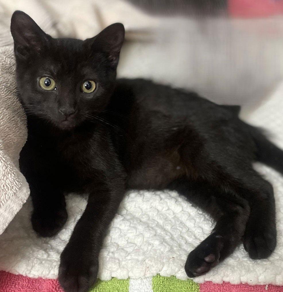 Enlarge Altair, a Adopted Domestic Short Hair in Trenton, NJ image 1/3