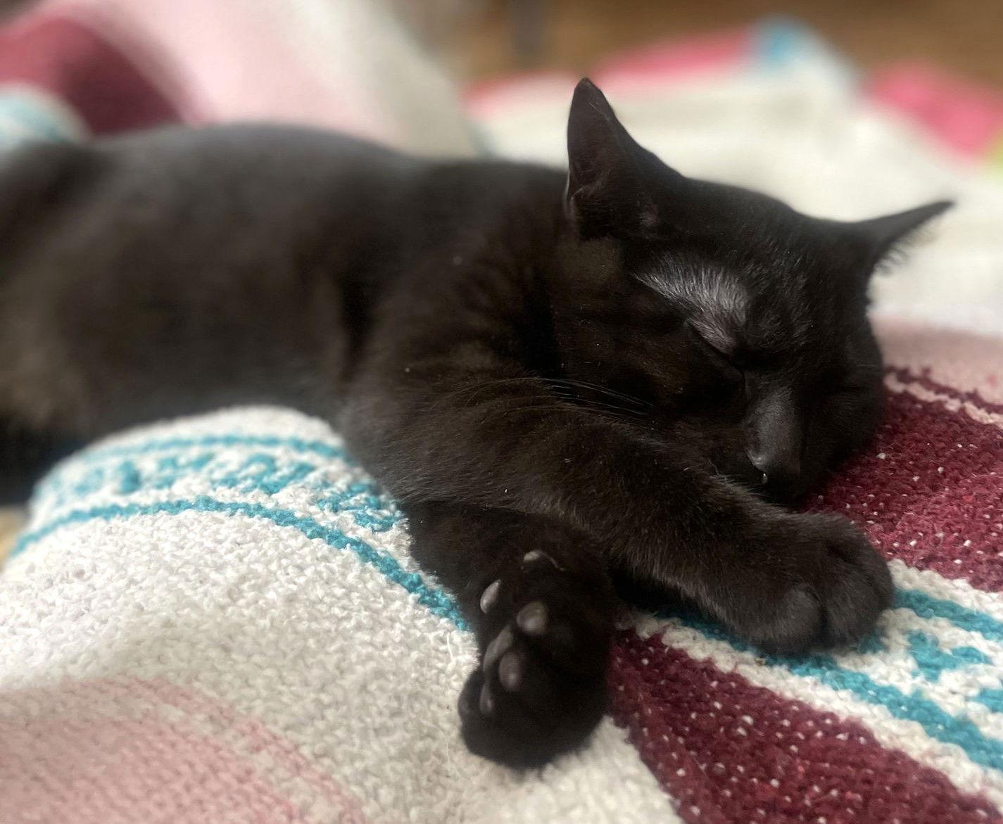 Enlarge Altair, a Adopted Domestic Short Hair in Trenton, NJ image 2/3