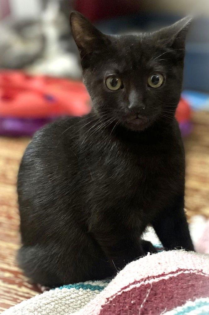 Enlarge Altair, a Adopted Domestic Short Hair in Trenton, NJ image 3/3