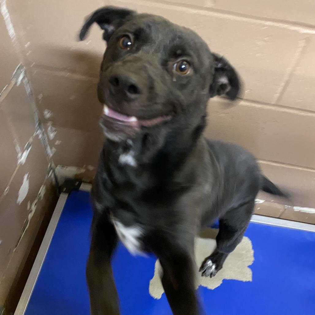 Thelma, a Adoptable mixed breed in Carmel, IN image 1/3