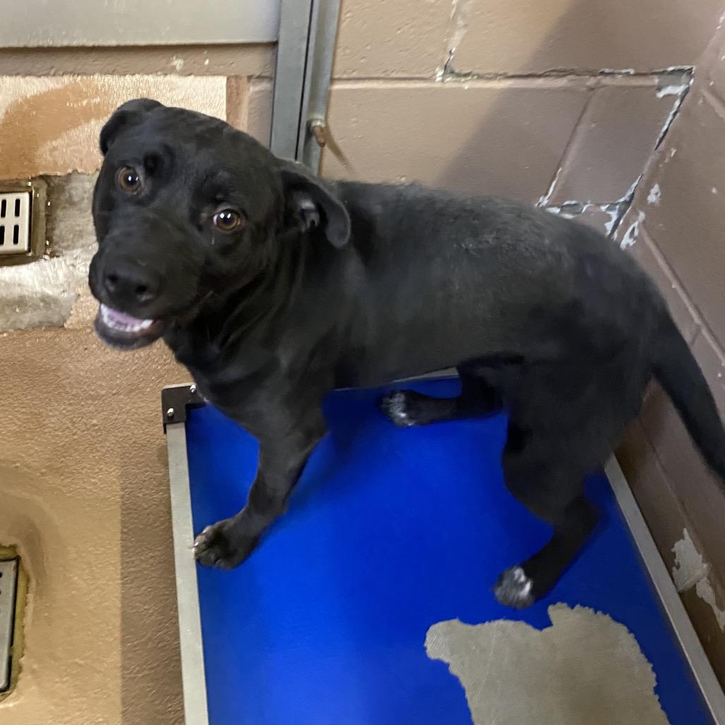 Thelma, a Adoptable mixed breed in Carmel, IN image 2/3