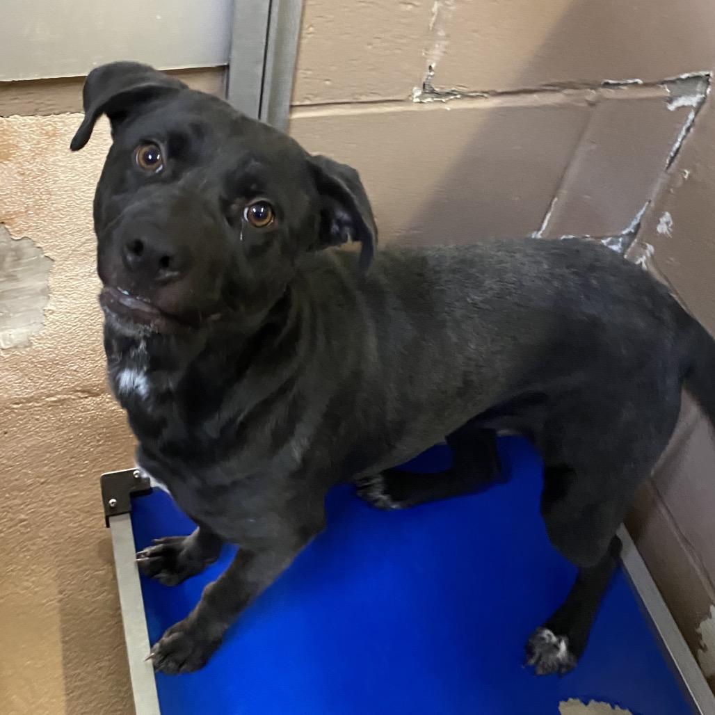 Thelma, a Adoptable mixed breed in Carmel, IN image 3/3