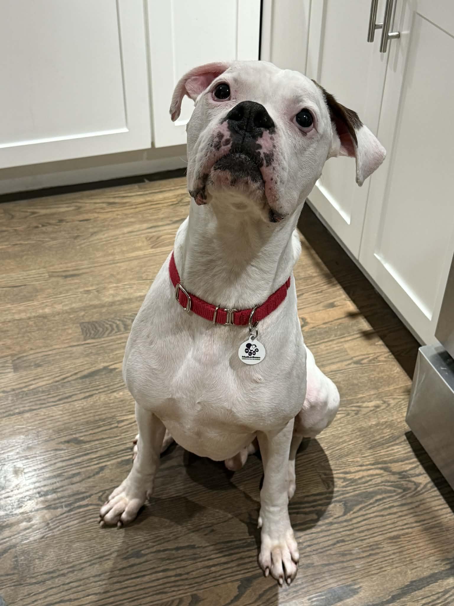 Bosco, Adopted, Adult Male Boxer.