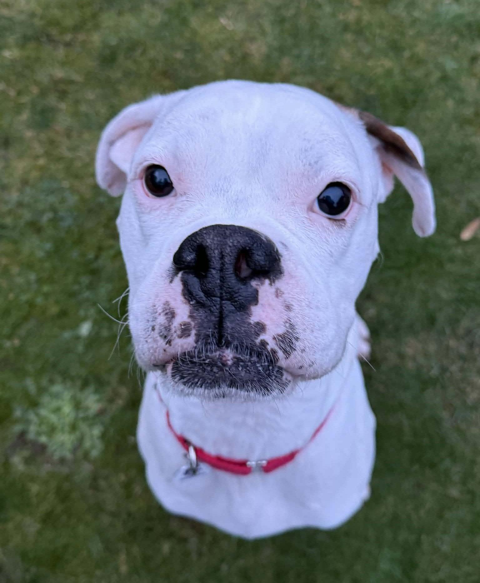 Enlarge Bosco, a Adopted Boxer in Stanwood, WA image 2/3