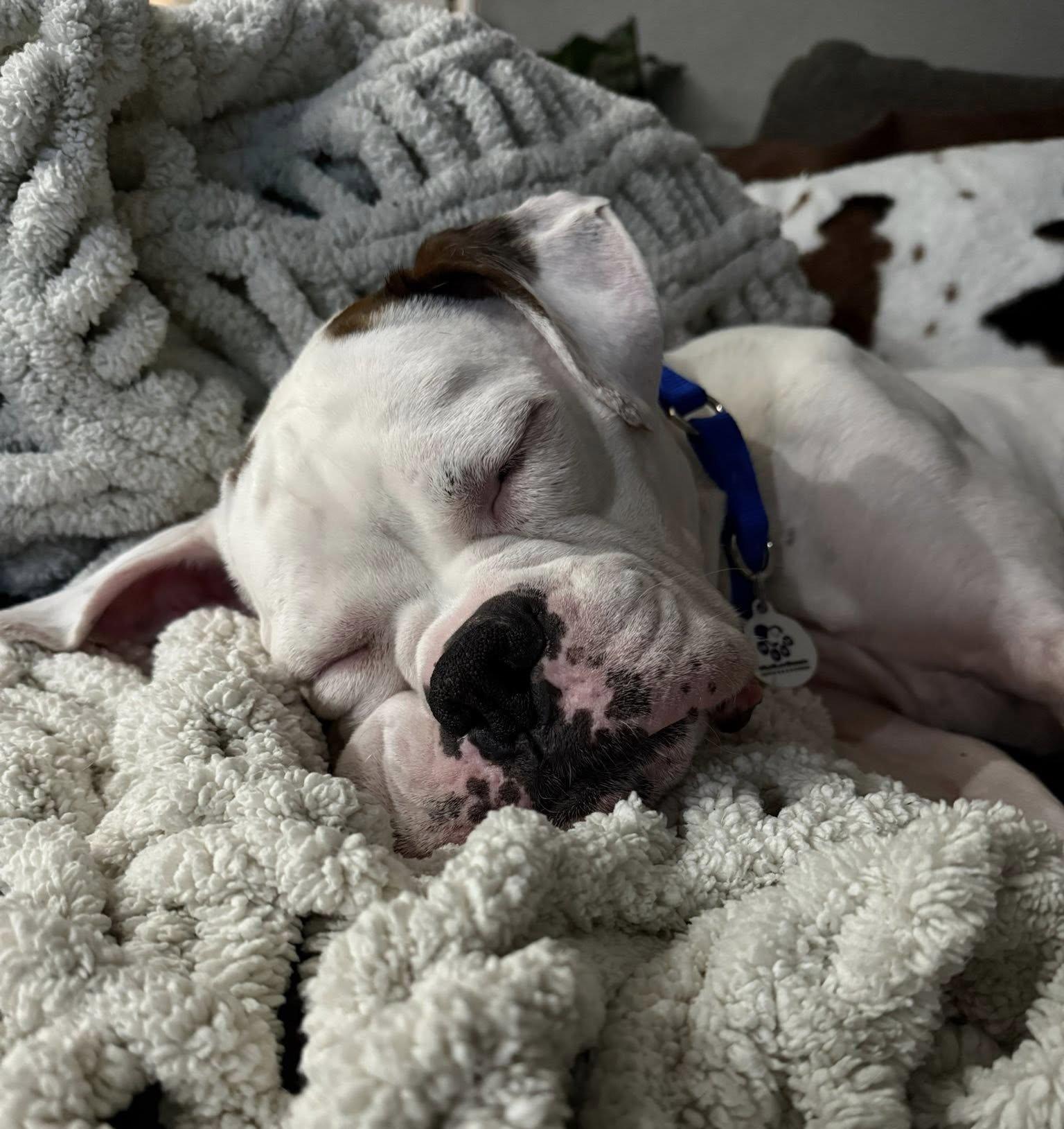 Enlarge Bosco, a Adopted Boxer in Stanwood, WA image 3/3