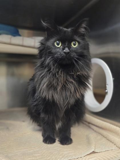 Felicity, Adoptable, Young Female Domestic Long Hair & Domestic Short Hair.