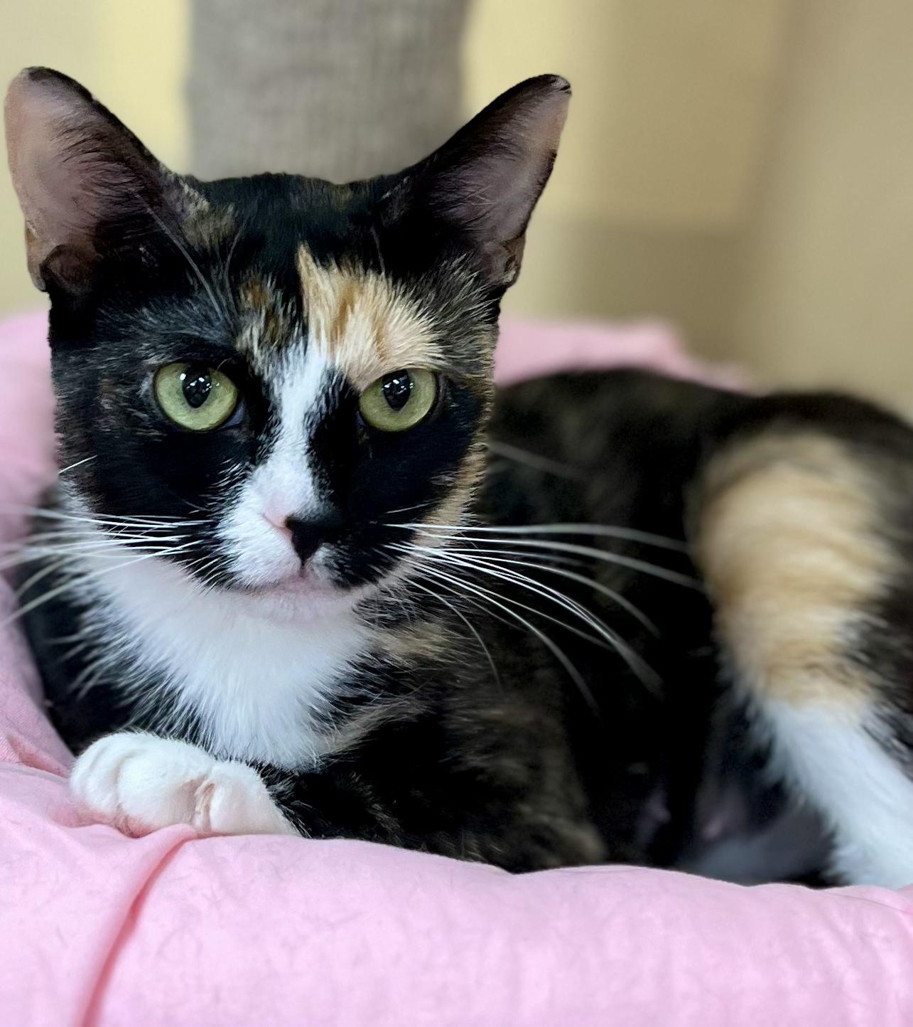 Nell, Adoptable, Adult Female Calico.