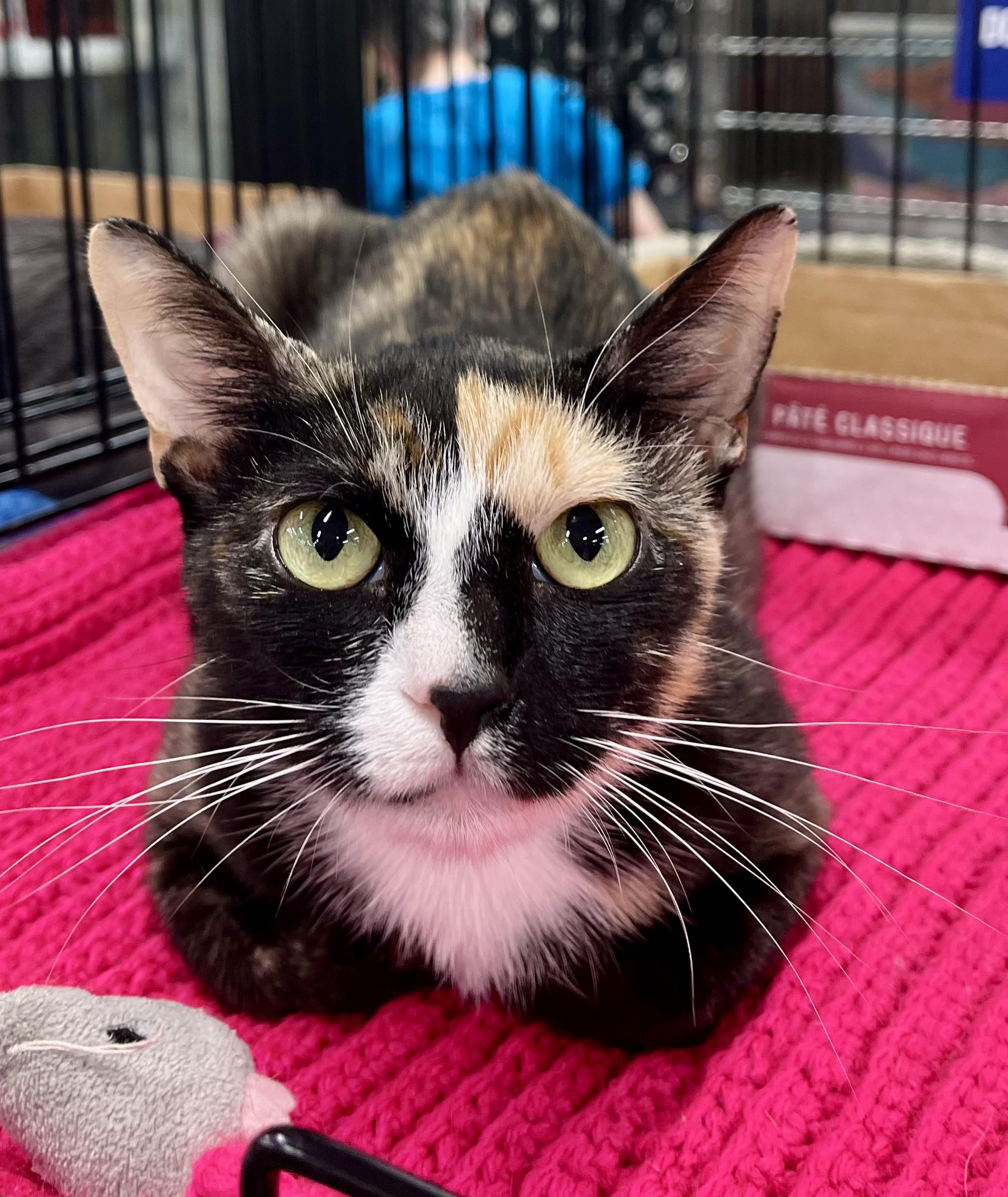 Enlarge Nell, a Adoptable Calico in Snellville, GA image 3/4