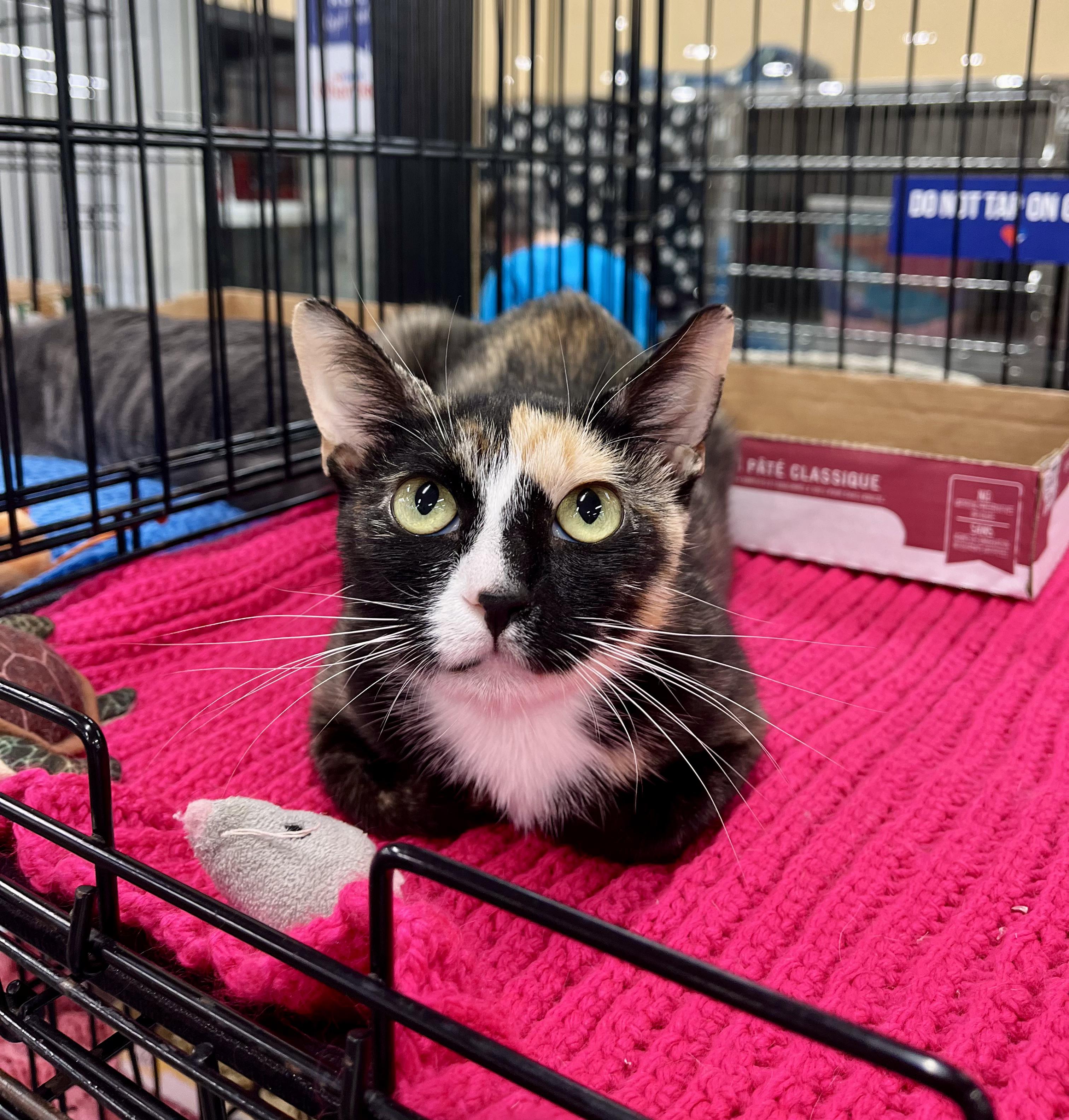 Enlarge Nell, a Adoptable Calico in Snellville, GA image 2/4
