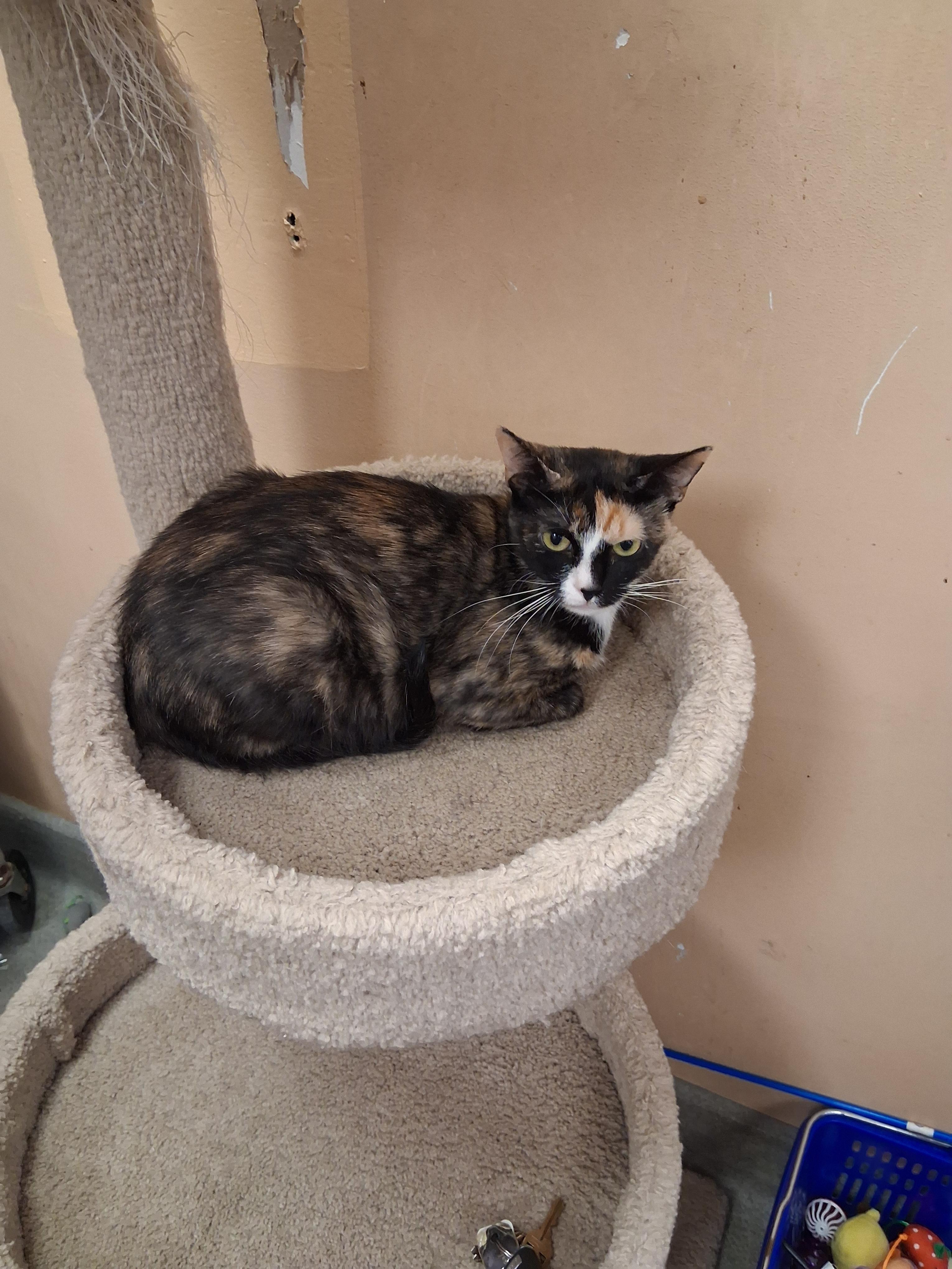 Enlarge Nell, a Adoptable Calico in Snellville, GA image 4/4