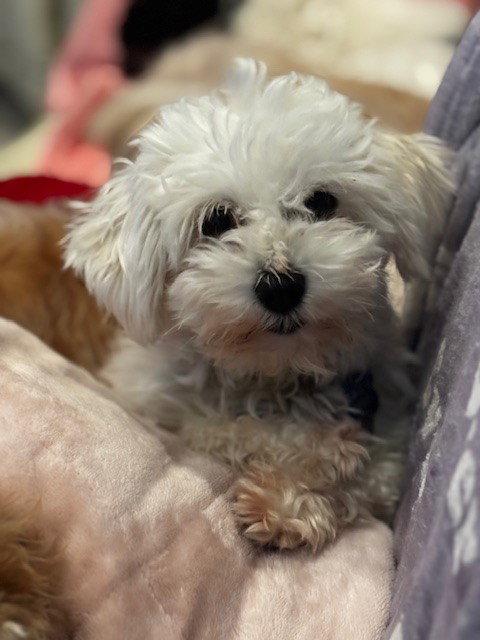 Enlarge Lindy-ARR, a Adopted Havanese in Pataskala, OH image 1/3