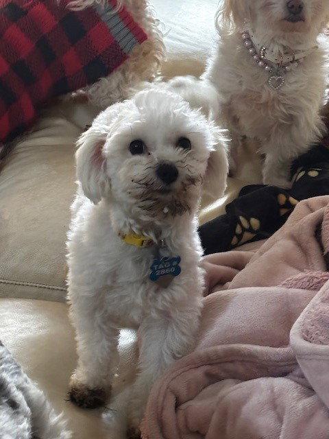 Enlarge Lindy-ARR, a Adopted Havanese in Pataskala, OH image 2/3