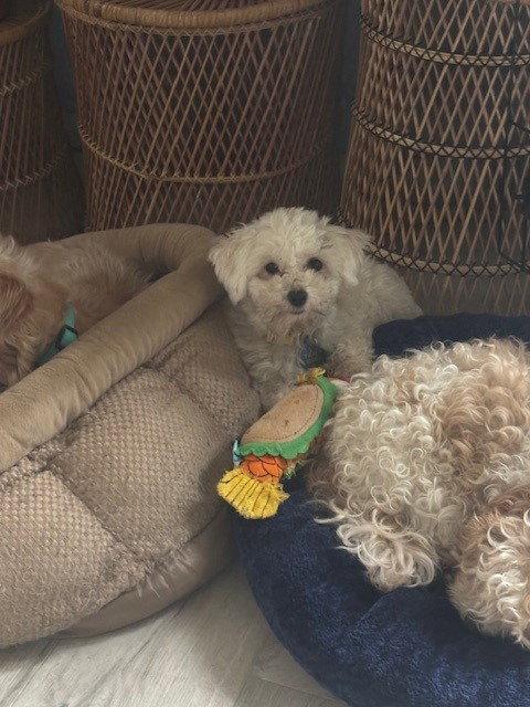 Enlarge Lindy-ARR, a Adopted Havanese in Pataskala, OH image 3/3