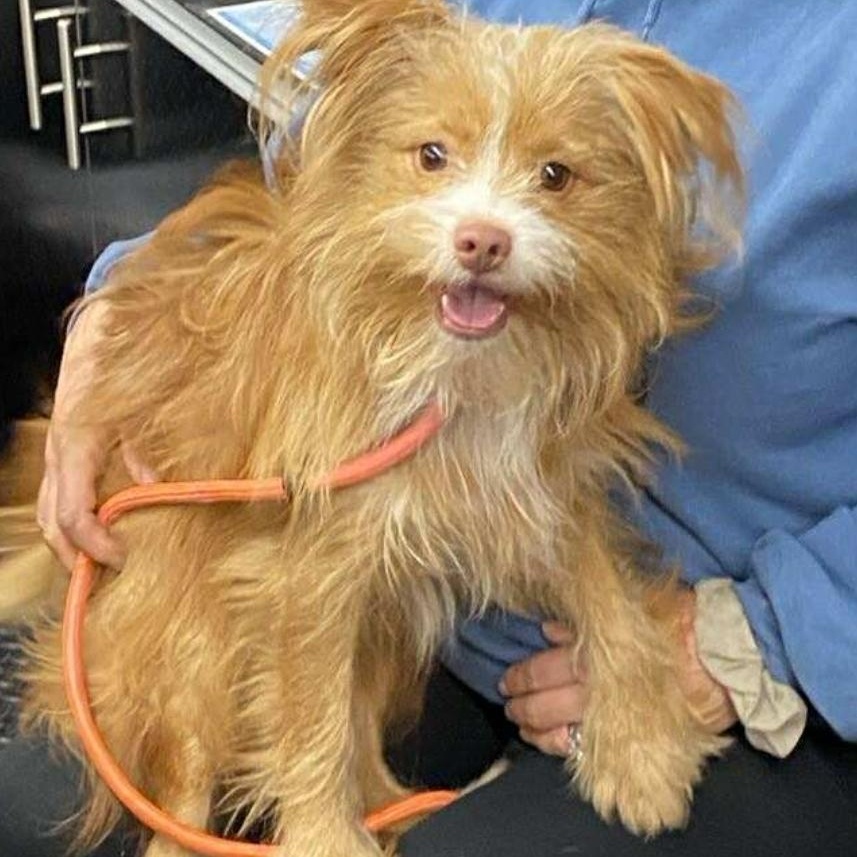 Ginger ~ New Arrival