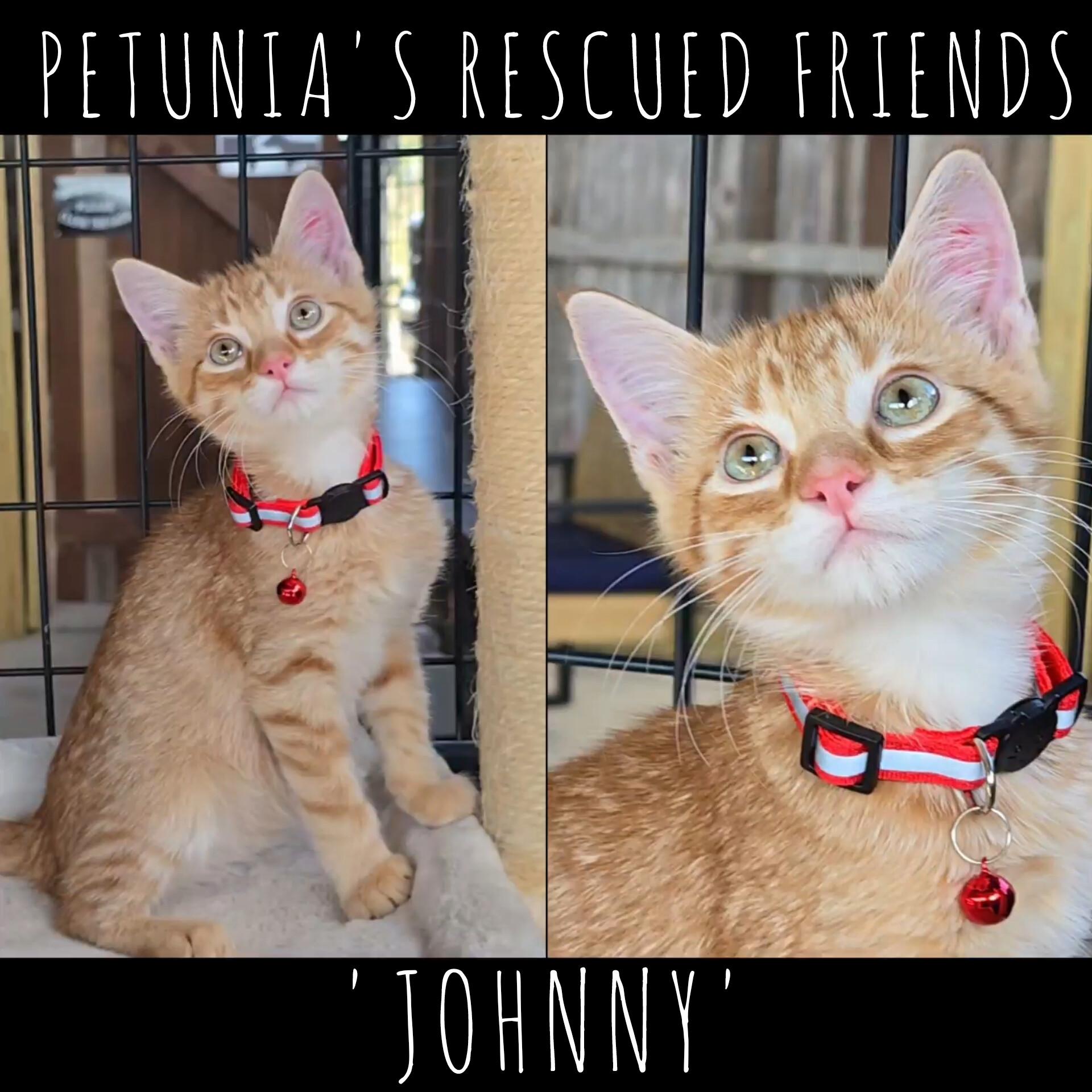 Johnny, Adopted, Kitten Male Tabby.