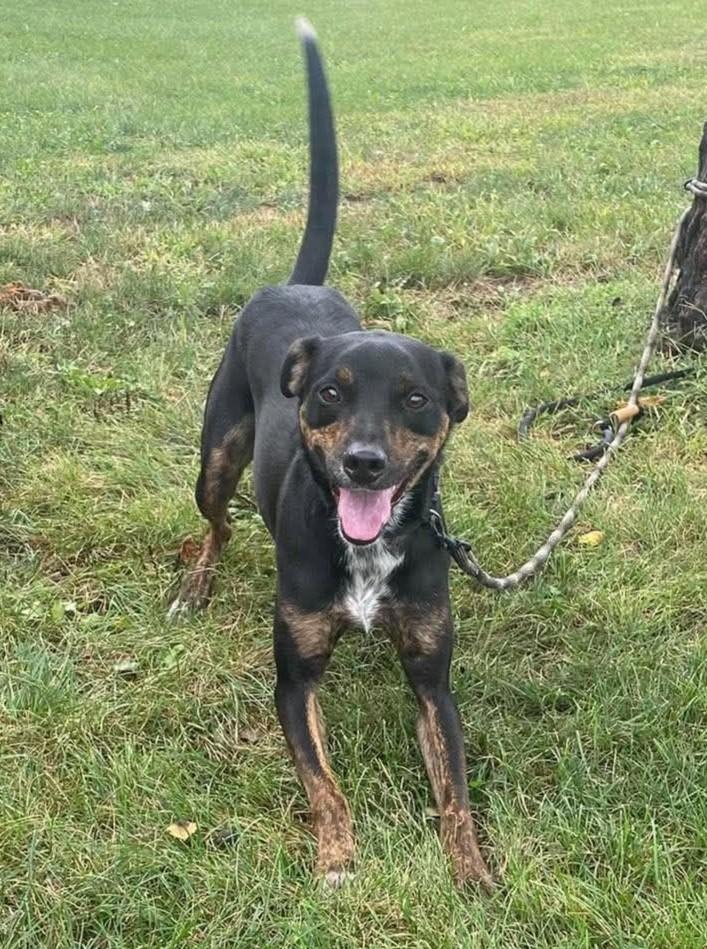 Enlarge Cohen / Alfalfa, a Adoptable mixed breed in Maryville, MO image 3/6