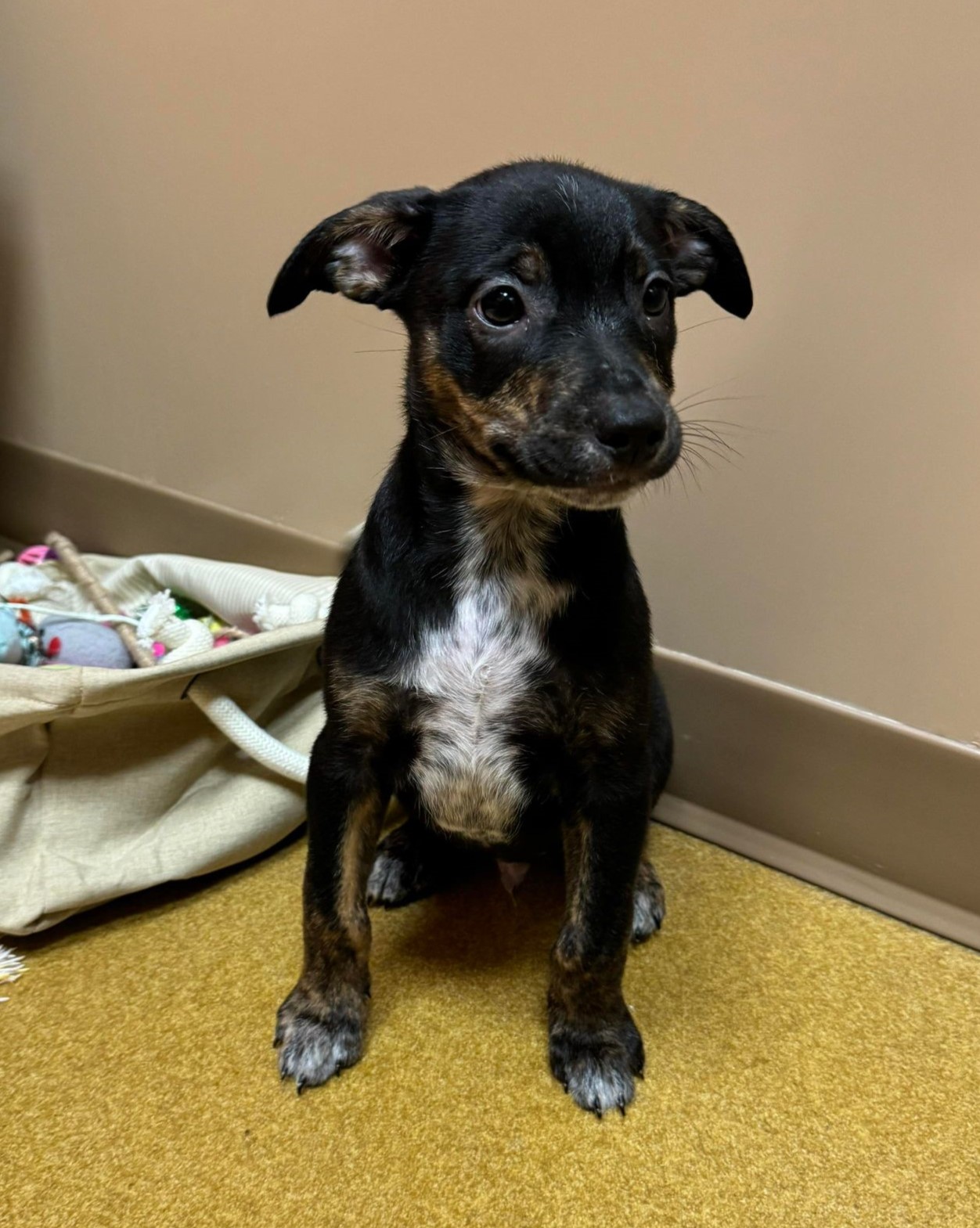 Enlarge Cohen / Alfalfa, a Adoptable mixed breed in Maryville, MO image 5/6