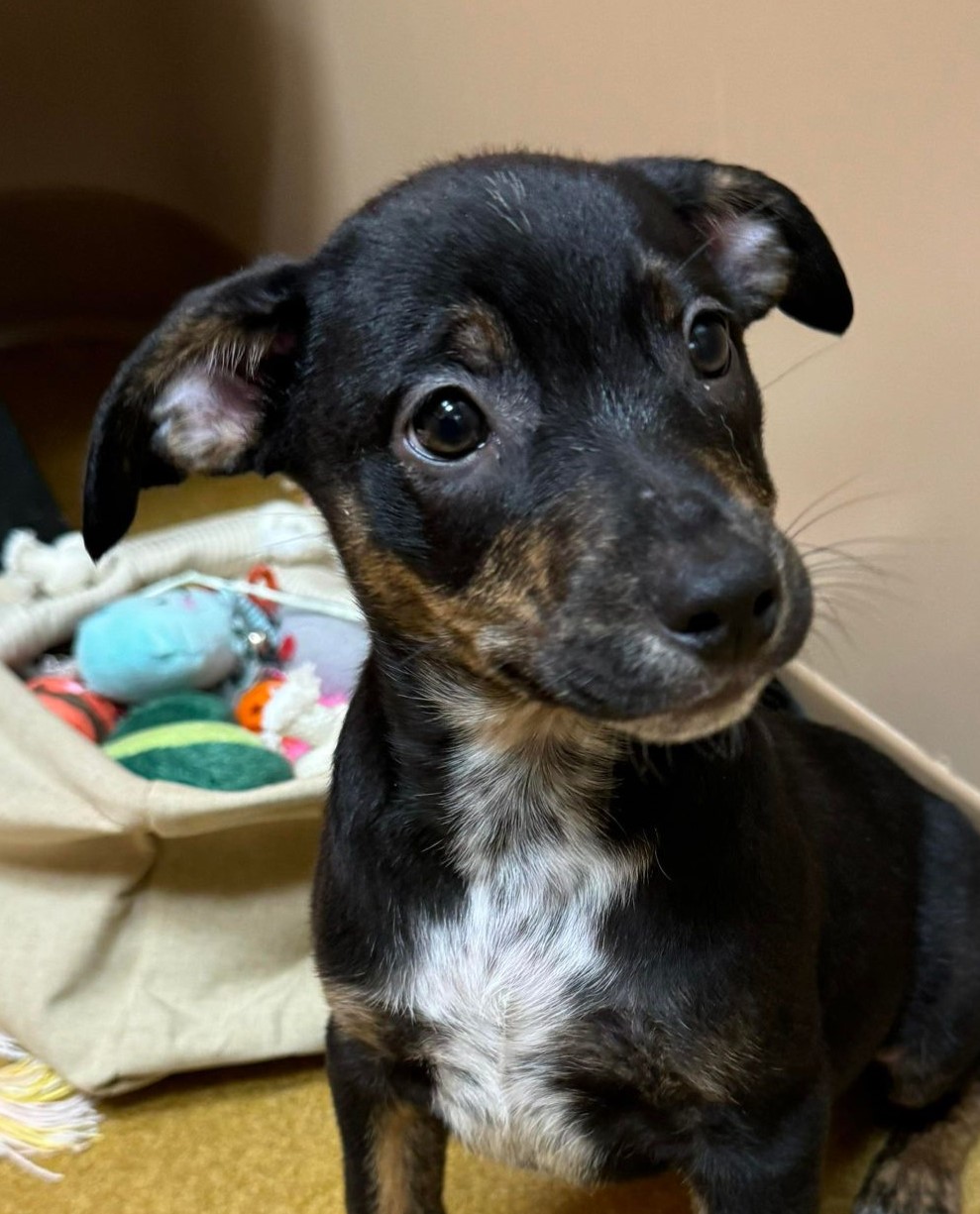 Enlarge Cohen / Alfalfa, a Adoptable mixed breed in Maryville, MO image 4/6
