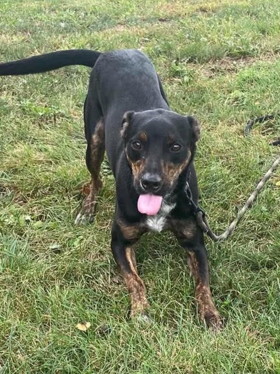 Enlarge Cohen / Alfalfa, a Adoptable mixed breed in Maryville, MO image 2/6