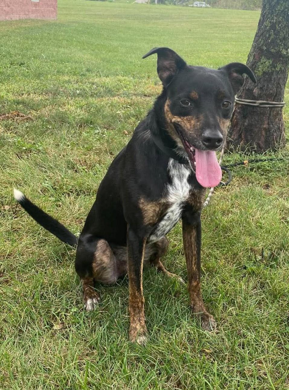 Enlarge Cohen / Alfalfa, a Adoptable mixed breed in Maryville, MO image 1/6