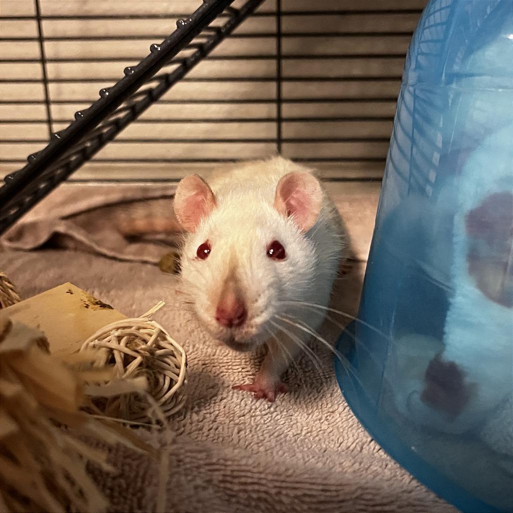 Crystal, Adoptable, Young Female Rat.