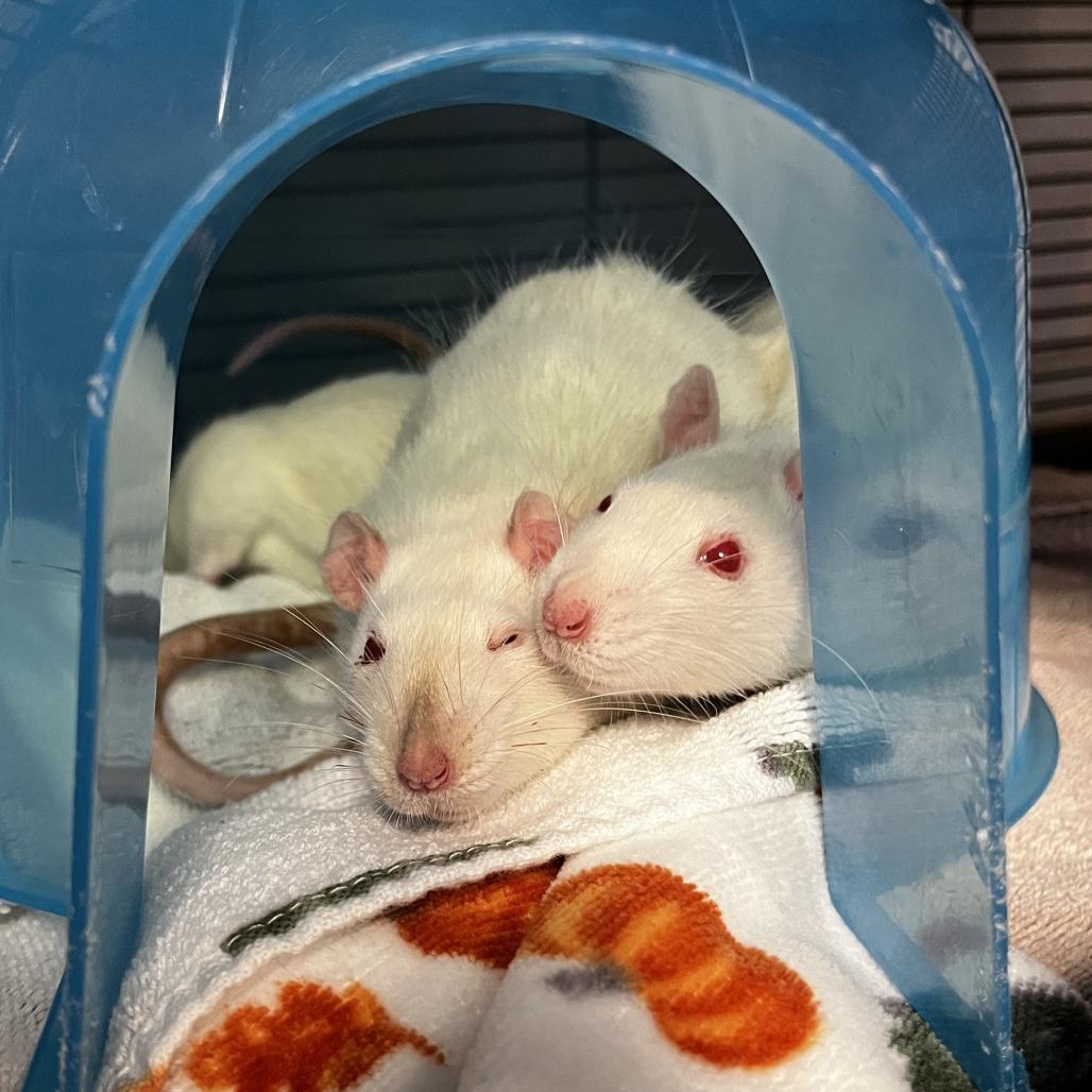 Enlarge Crystal, a Adoptable Rat in Watertown, NY image 2/6