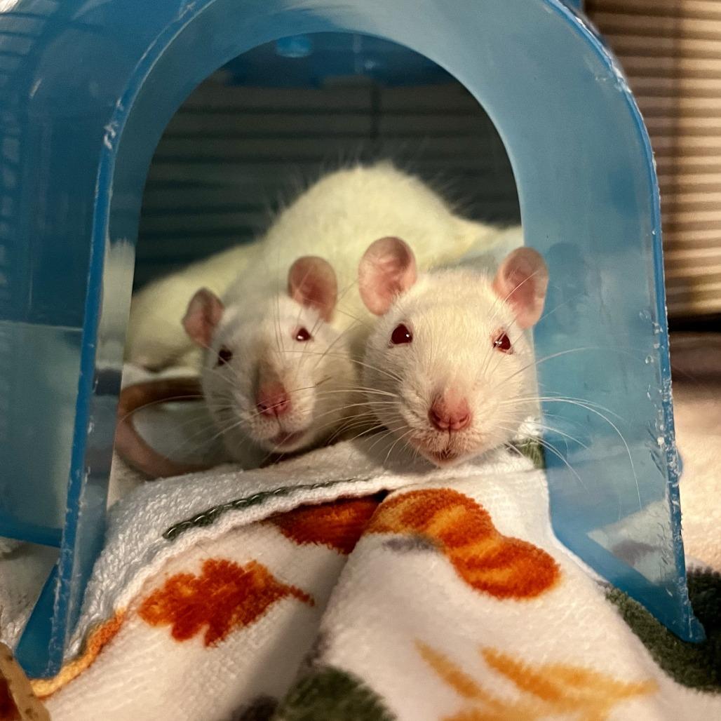 Enlarge Crystal, a Adoptable Rat in Watertown, NY image 3/6