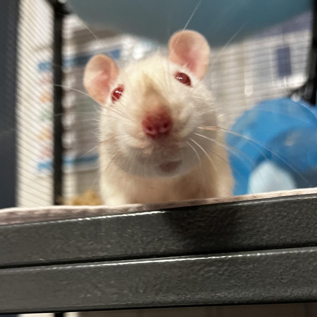 Enlarge Crystal, a Adoptable Rat in Watertown, NY image 4/6