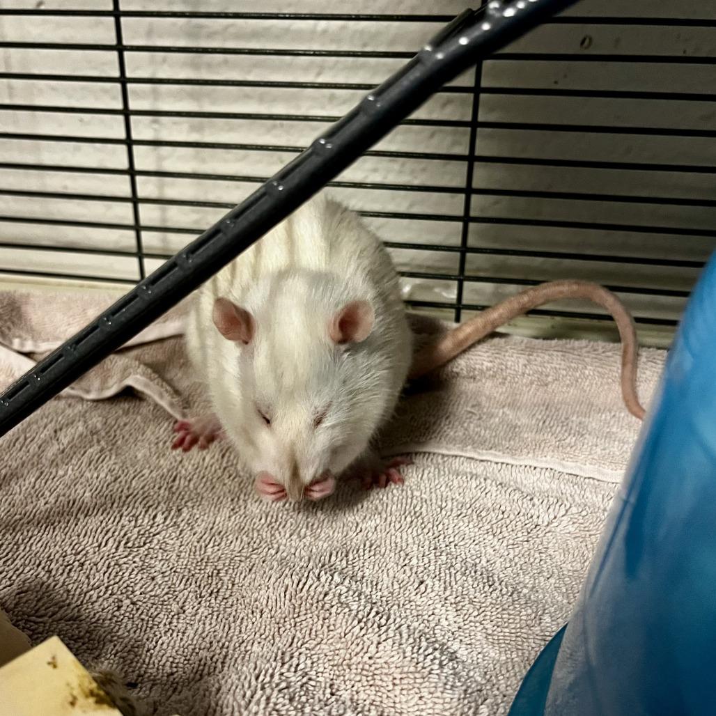 Enlarge Crystal, a Adoptable Rat in Watertown, NY image 5/6
