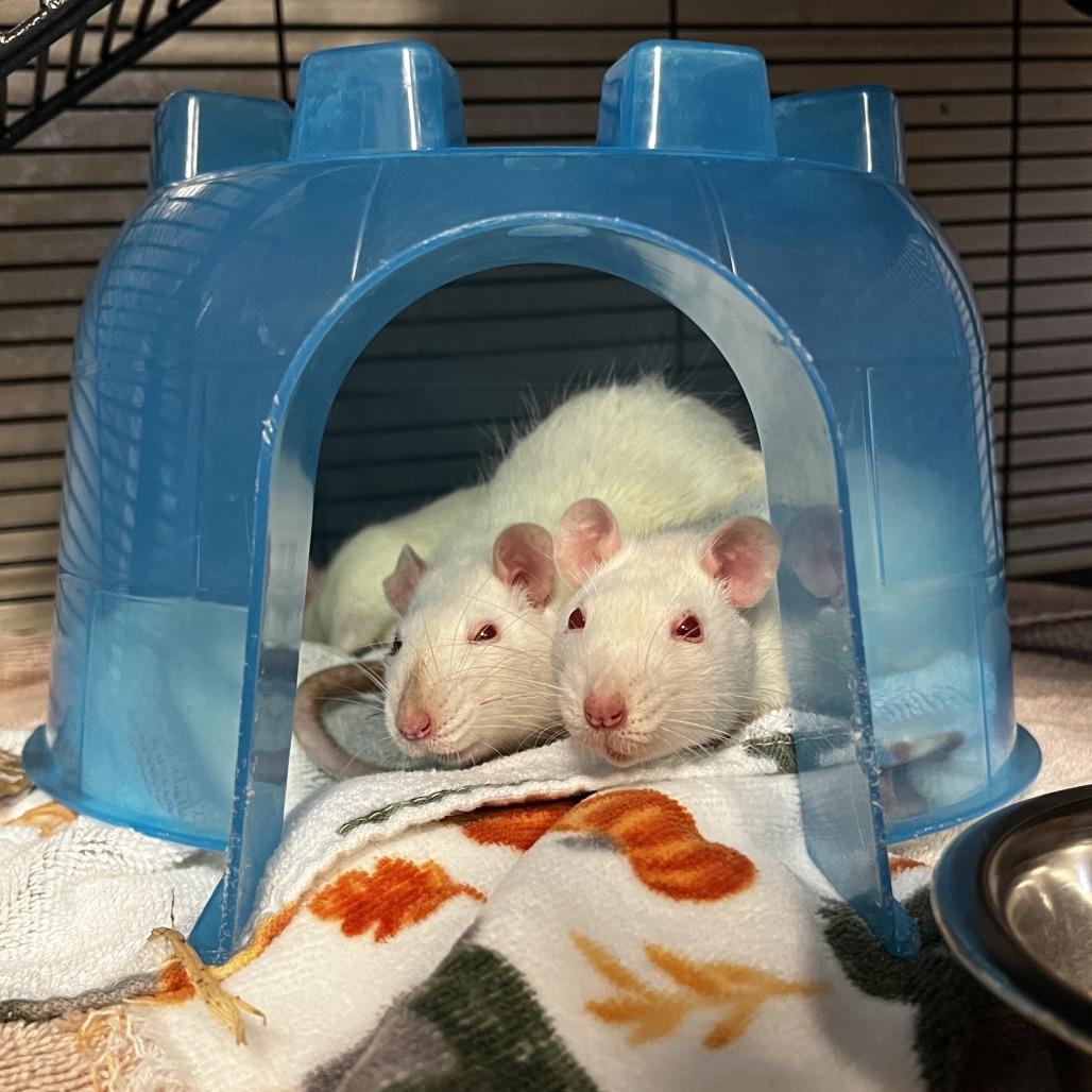 Enlarge Crystal, a Adoptable Rat in Watertown, NY image 6/6