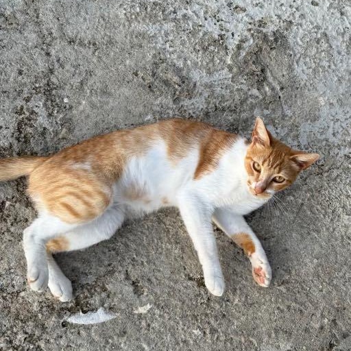 Milo the orange tabby photo 1