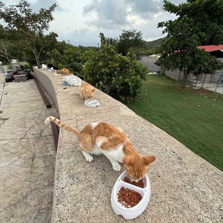 Milo the orange tabby photo 2