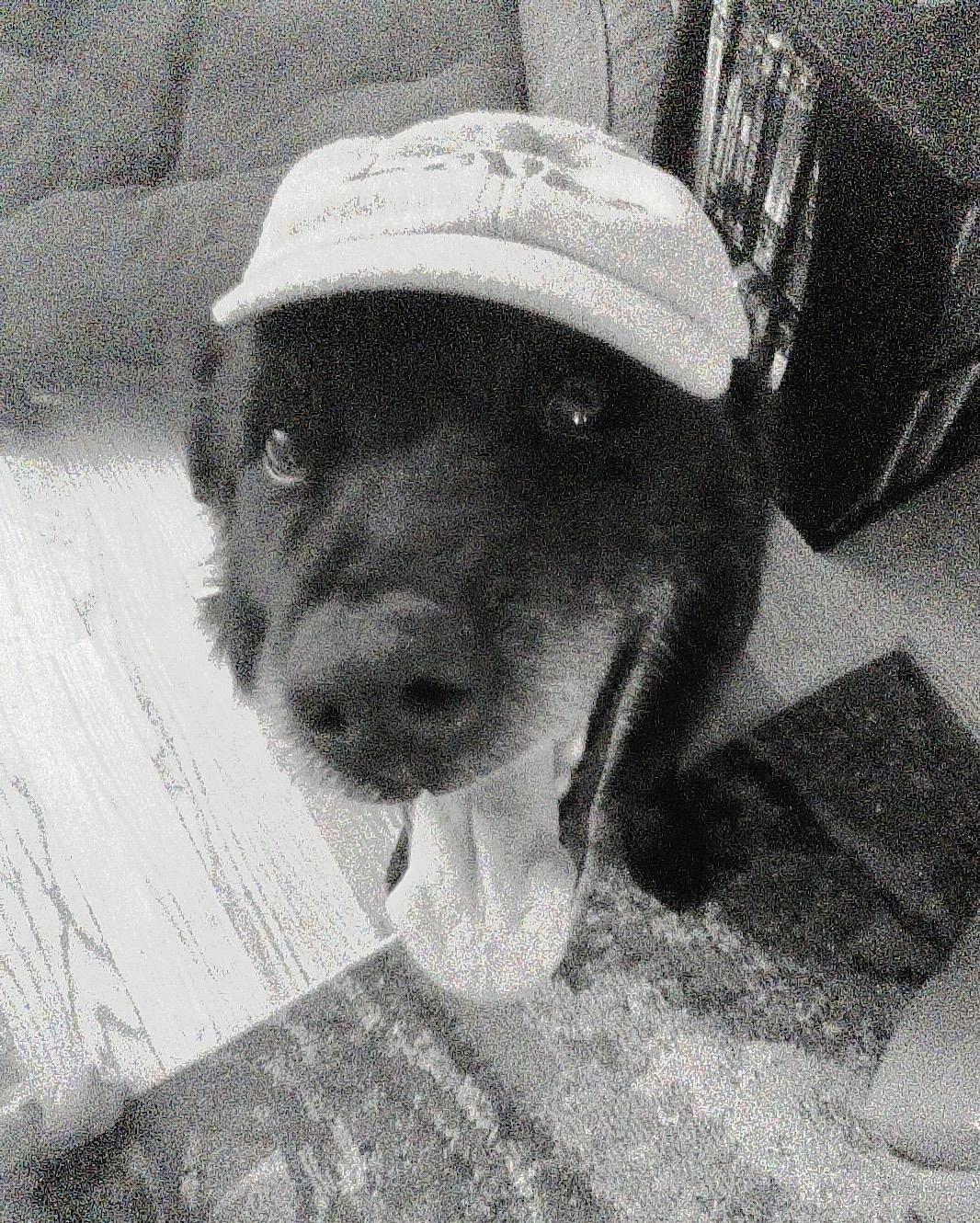 Enlarge Bear, a ADOPTABLE mixed breed in Union Grove, WI image 2/4