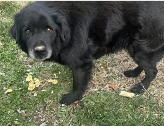 Enlarge Bear, a ADOPTABLE mixed breed in Union Grove, WI image 1/4