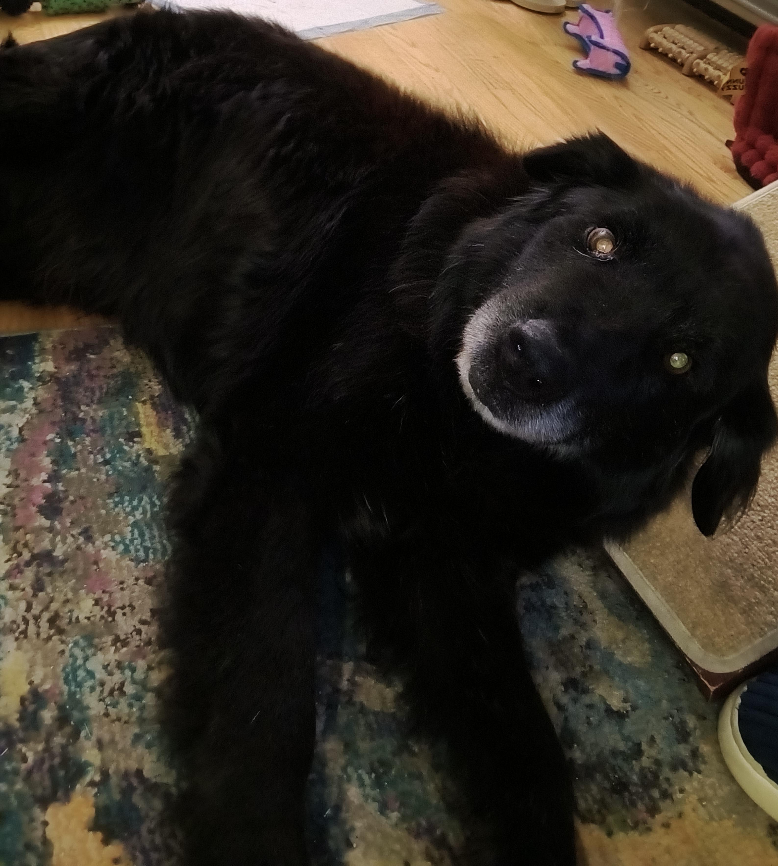 Enlarge Bear, a ADOPTABLE mixed breed in Union Grove, WI image 4/4