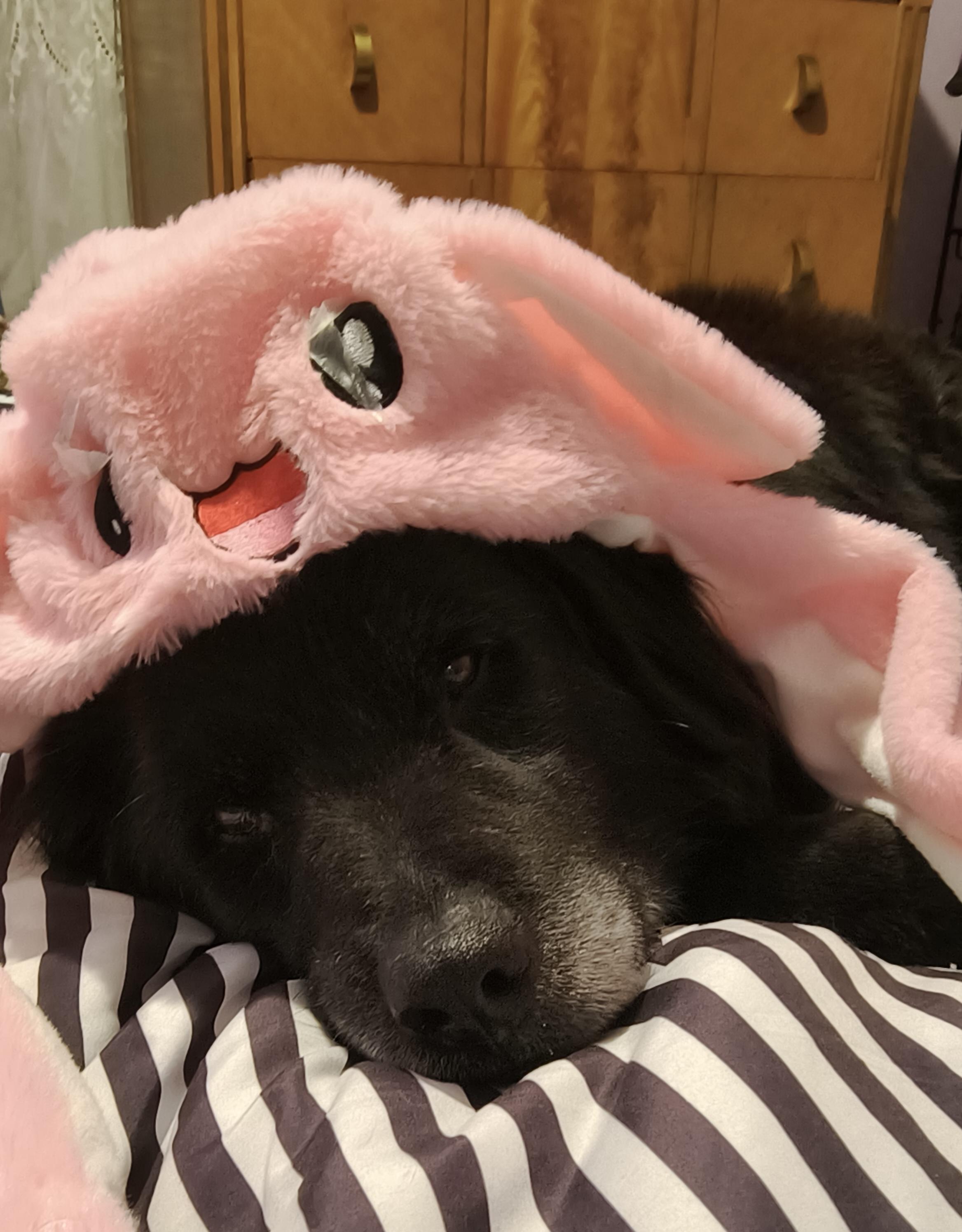 Enlarge Bear, a ADOPTABLE mixed breed in Union Grove, WI image 3/4