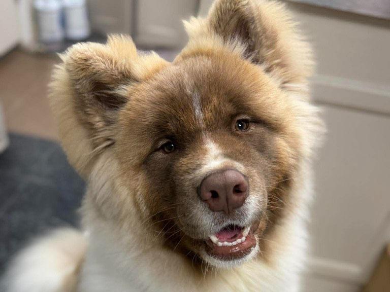 Enlarge Wookiee, a Adoptable mixed breed in Raleigh, NC image 3/6