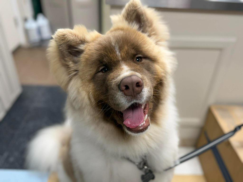 Enlarge Wookiee, a Adoptable mixed breed in Raleigh, NC image 4/6