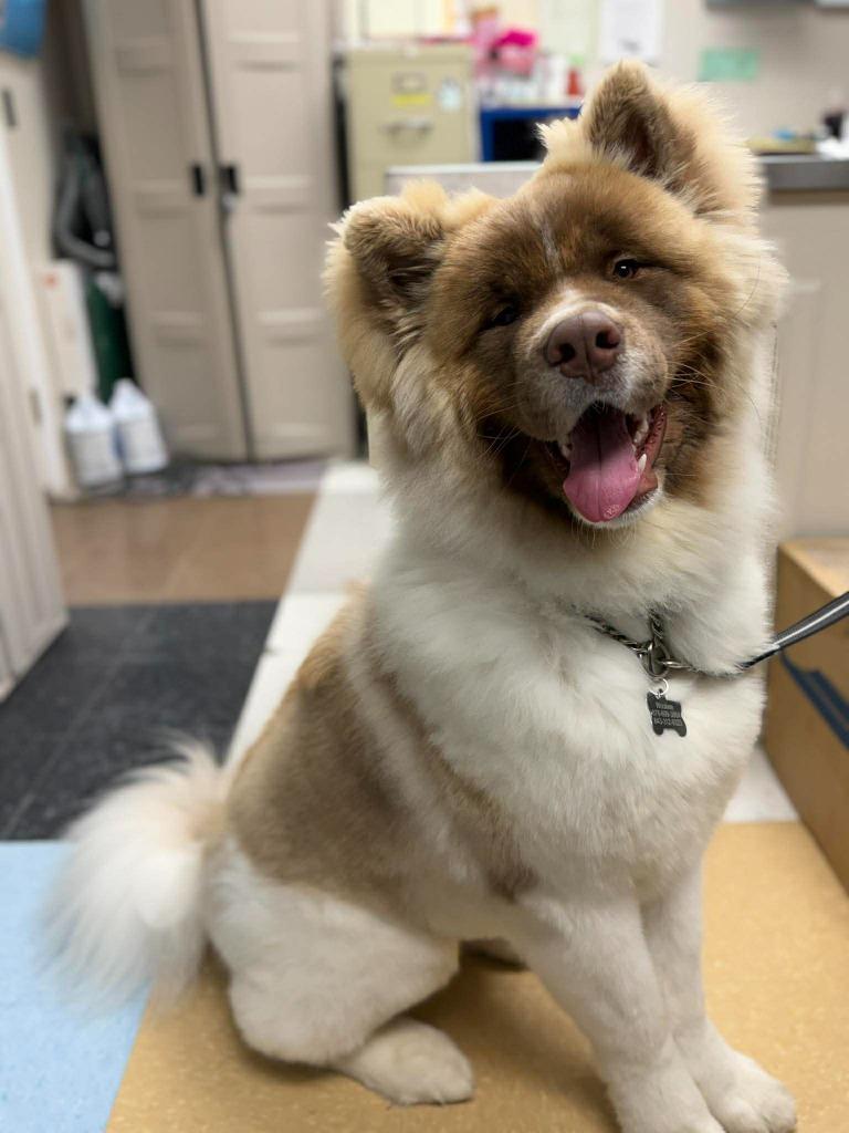 Enlarge Wookiee, a Adoptable mixed breed in Raleigh, NC image 5/6