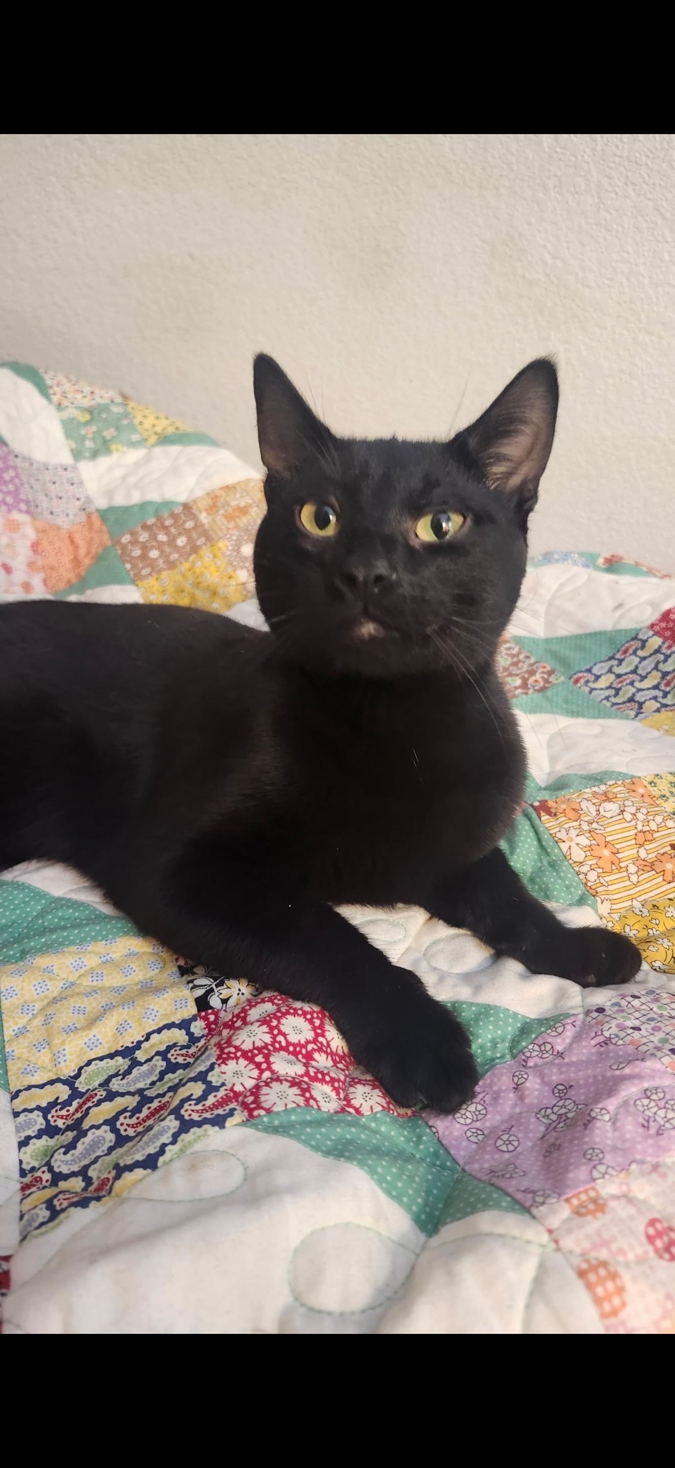 The New Guy, ADOPTABLE, Young Male Burmese.