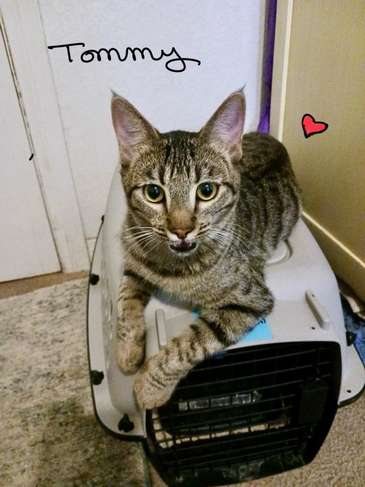 Tommy, adopted, Kitten Male Tabby & American Shorthair.
