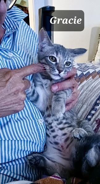 Tommy, an adopted mixed breed in Mission Viejo, CA image 2/4