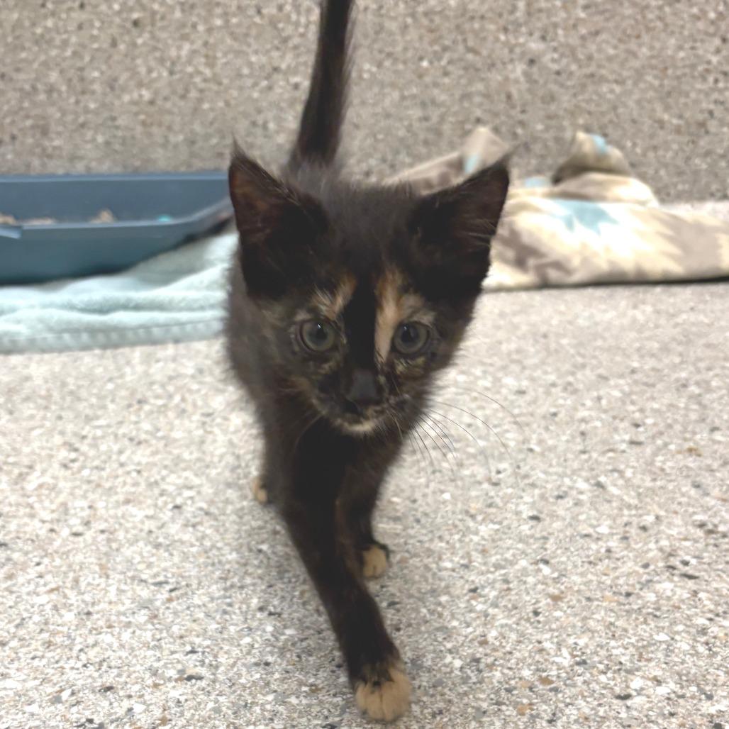 Enlarge Hullabaloo, a Adoptable Domestic Short Hair in Detroit Lakes, MN image 1/5
