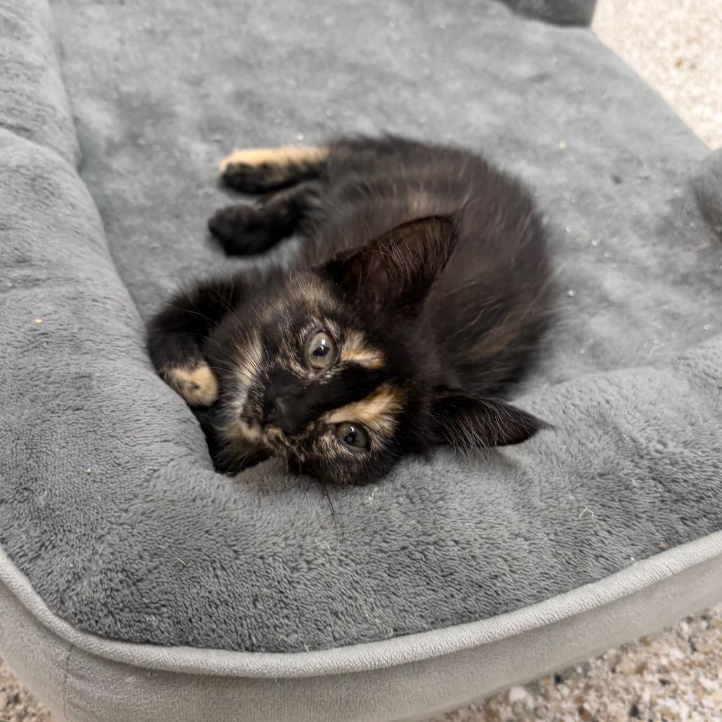 Enlarge Hullabaloo, a Adoptable Domestic Short Hair in Detroit Lakes, MN image 2/5