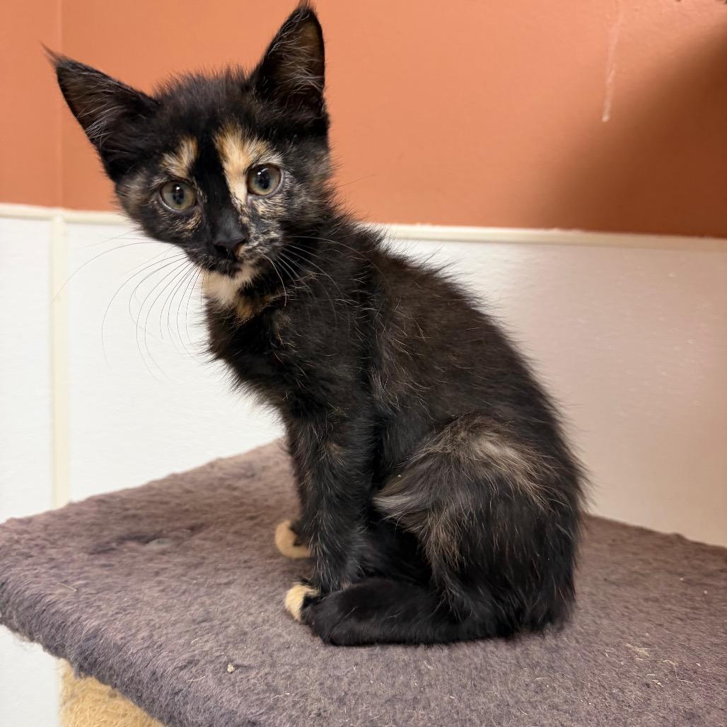 Enlarge Hullabaloo, a Adoptable Domestic Short Hair in Detroit Lakes, MN image 3/5