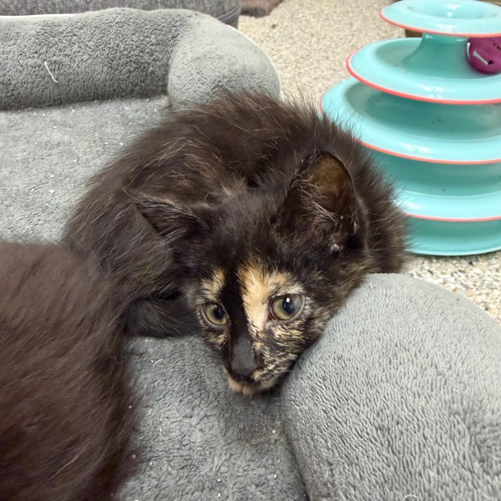 Enlarge Hullabaloo, a Adoptable Domestic Short Hair in Detroit Lakes, MN image 4/5