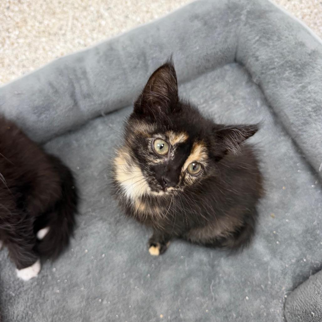 Enlarge Hullabaloo, a Adoptable Domestic Short Hair in Detroit Lakes, MN image 5/5